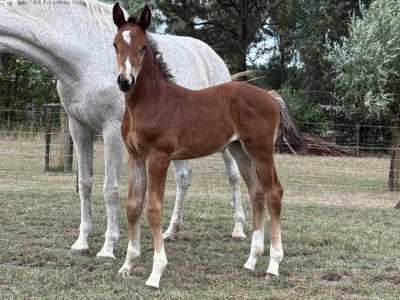 Pouliche (2025) par Comilfo Plus Z x Va-Vite x Clinton - Chablis van de Bedelfhoeve