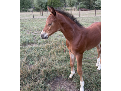 Pouliche (2025) par Comilfo Plus Z x Va-Vite x Clinton - Chablis van de Bedelfhoeve