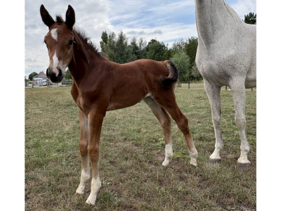 Pouliche (2025) par Comilfo Plus Z x Va-Vite x Clinton - Chablis van de Bedelfhoeve