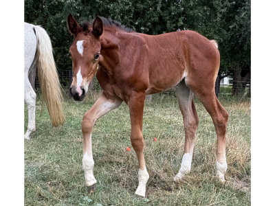 Pouliche (2025) par Comilfo Plus Z x Va-Vite x Clinton - Chablis van de Bedelfhoeve