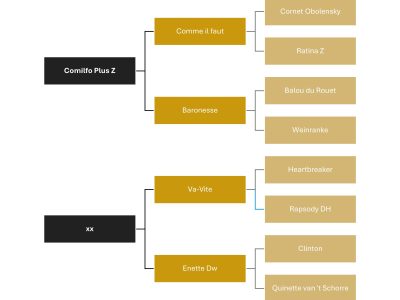 Pouliche (2025) par Comilfo Plus Z x Va-Vite x Clinton - Chablis van de Bedelfhoeve