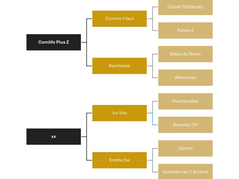 Pouliche (2025) par Comilfo Plus Z x Va-Vite x Clinton - Chablis van de Bedelfhoeve