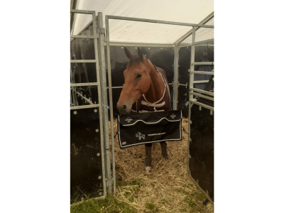 Hongre gentil & prometteur de 6 ans, jumping - Chelissimo Z