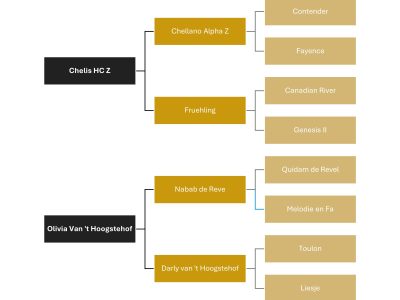 Hongre gentil & prometteur de 6 ans, jumping - Chelissimo Z