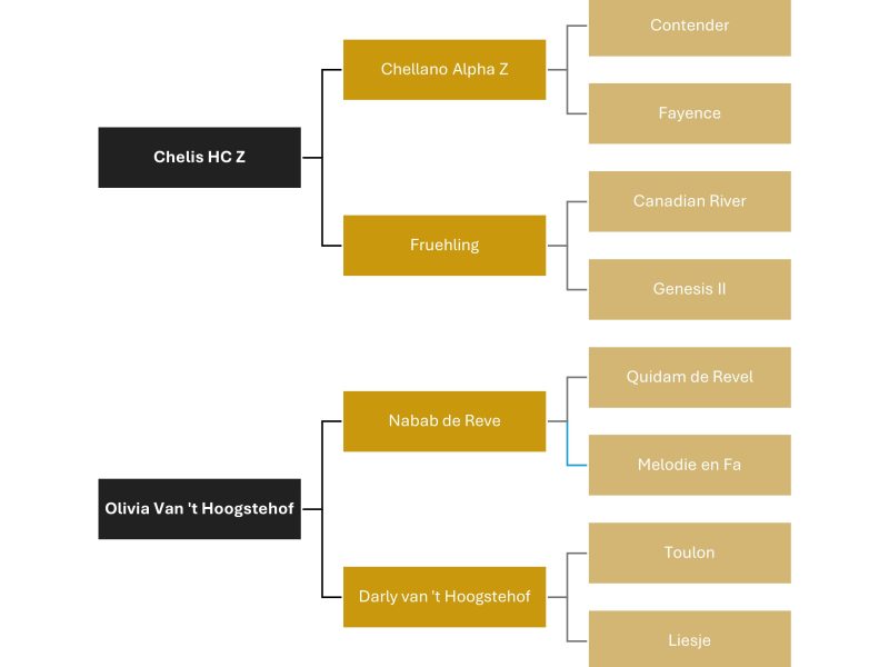 Hongre gentil & prometteur de 6 ans, jumping - Chelissimo Z