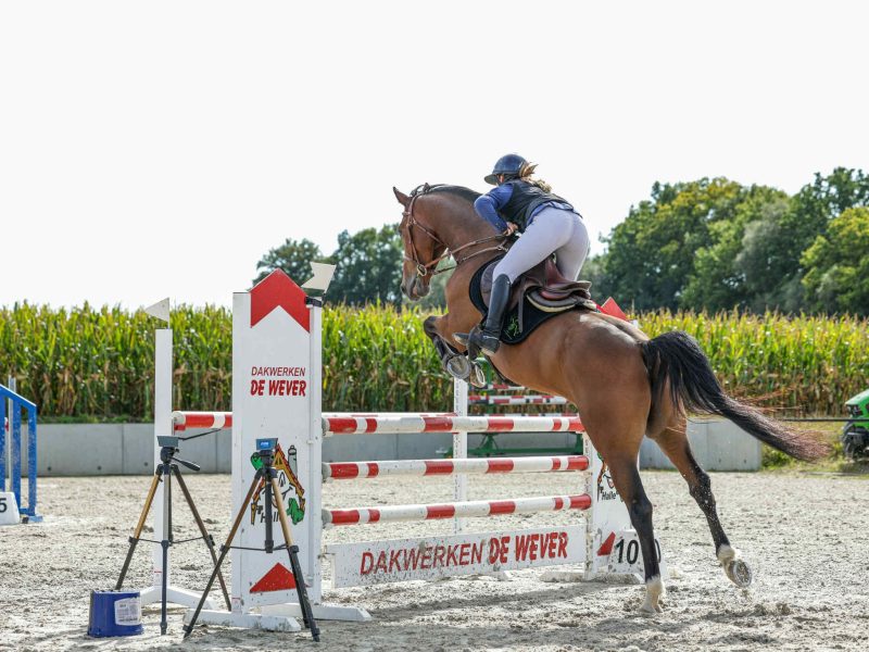 Hongre gentil & prometteur de 6 ans, jumping - Chelissimo Z