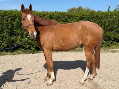 Gentil hongre de 5 ans - Love Me D'Exquinoxe