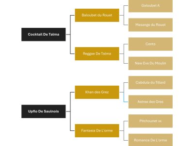 Gentil hongre de 5 ans - Love Me D'Exquinoxe