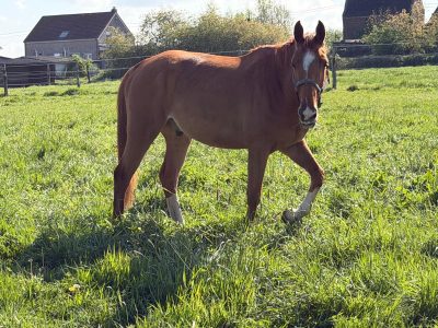 Gentil hongre de 5 ans - Love Me D'Exquinoxe