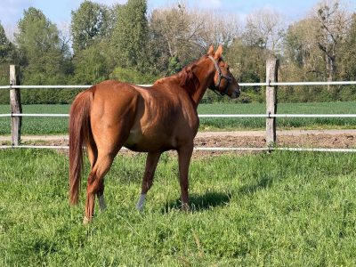 Gentil hongre de 5 ans - Love Me D'Exquinoxe