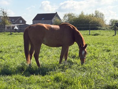 Gentil hongre de 5 ans - Love Me D'Exquinoxe