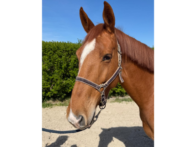 Gentil hongre de 5 ans - Love Me D'Exquinoxe