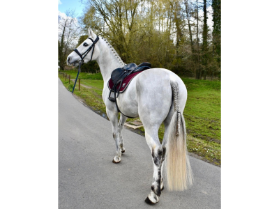 Super poney d'obstacle - C'Lucifer