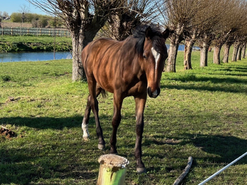 Poulain (étalon 2025) par le top reproducteur Mosito v/h Hellehof - Miro van 't Meander Z