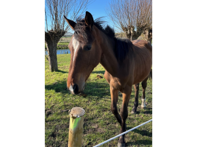 Poulain (étalon 2025) par le top reproducteur Mosito v/h Hellehof - Miro van 't Meander Z