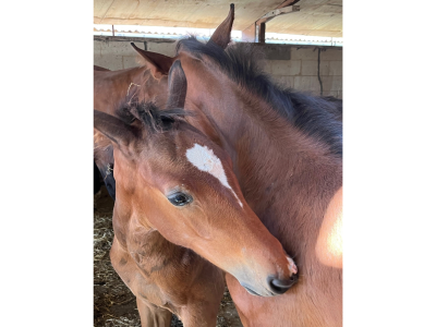 Poulain (étalon 2025) par le top reproducteur Mosito v/h Hellehof - Miro van 't Meander Z