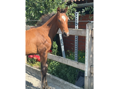 Poulain (étalon 2025) par le top reproducteur Mosito v/h Hellehof - Miro van 't Meander Z