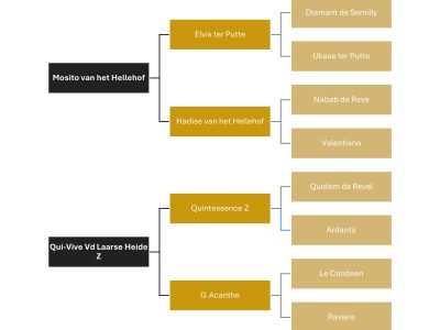 Poulain (étalon 2025) par le top reproducteur Mosito v/h Hellehof - Miro van 't Meander Z
