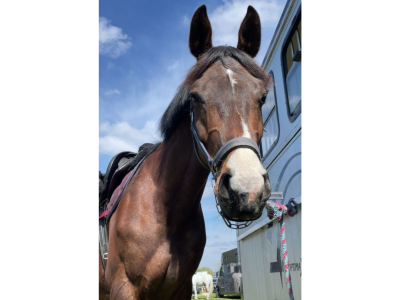 Hongre de 8 ans, énergique et franc - Sky S