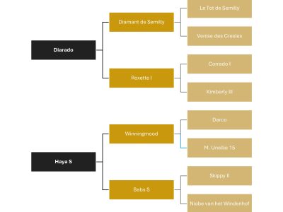 Hongre de 8 ans, énergique et franc - Sky S