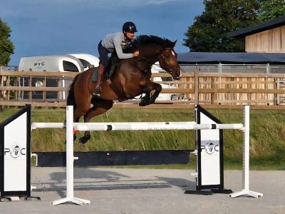 Superbe hongre de 8 ans - Call Me Aerebeekhoeve Z