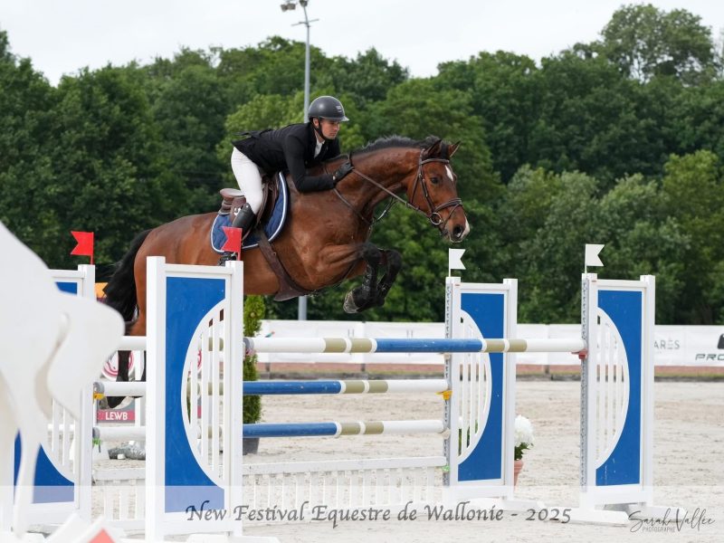 Superbe hongre de 8 ans - Call Me Aerebeekhoeve Z