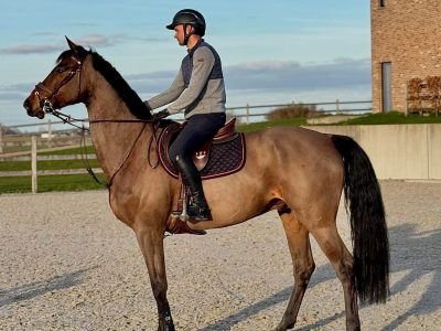 Superbe hongre de 8 ans - Call Me Aerebeekhoeve Z