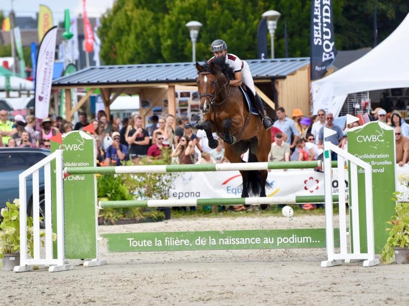 Superbe hongre de 8 ans - Call Me Aerebeekhoeve Z