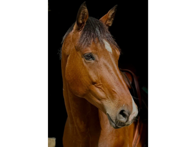 Superbe hongre de 8 ans - Call Me Aerebeekhoeve Z