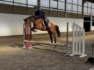 Hongre de 4 ans avec potentiel en CSO - Iron Man D'Aubry
