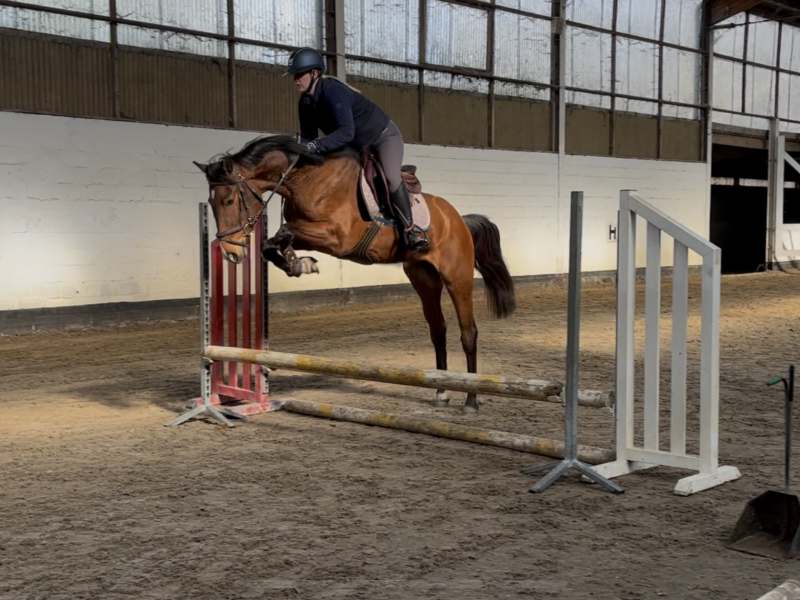 Hongre de 4 ans avec potentiel en CSO - Iron Man D'Aubry