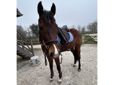Hongre de 4 ans avec potentiel en CSO - Iron Man D'Aubry