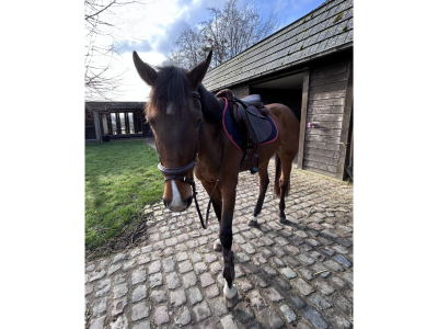 Hongre de 4 ans avec potentiel en CSO - Iron Man D'Aubry