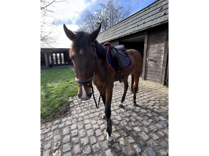 Hongre de 4 ans avec potentiel en CSO - Iron Man D'Aubry