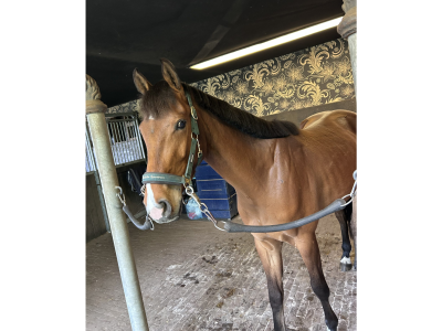Hongre de 4 ans avec potentiel en CSO - Iron Man D'Aubry