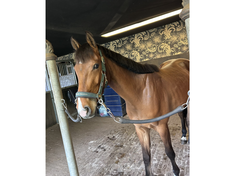Hongre de 4 ans avec potentiel en CSO - Iron Man D'Aubry