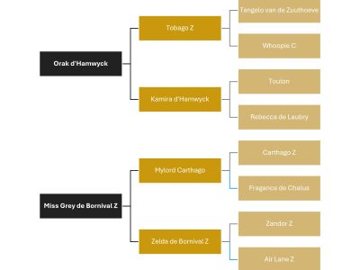 Jeune jument élégante avec solide potentiel sportif & génétique - Osmose de Bornival