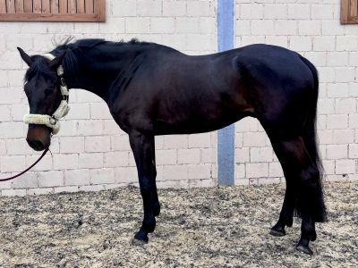 Hongre de 5 ans avec qualité de saut - Pepper van de Brouwershoeve Z