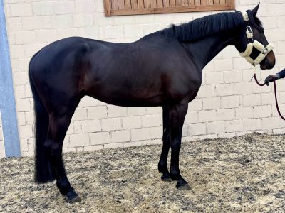 Hongre de 5 ans avec qualité de saut - Pepper van de Brouwershoeve Z