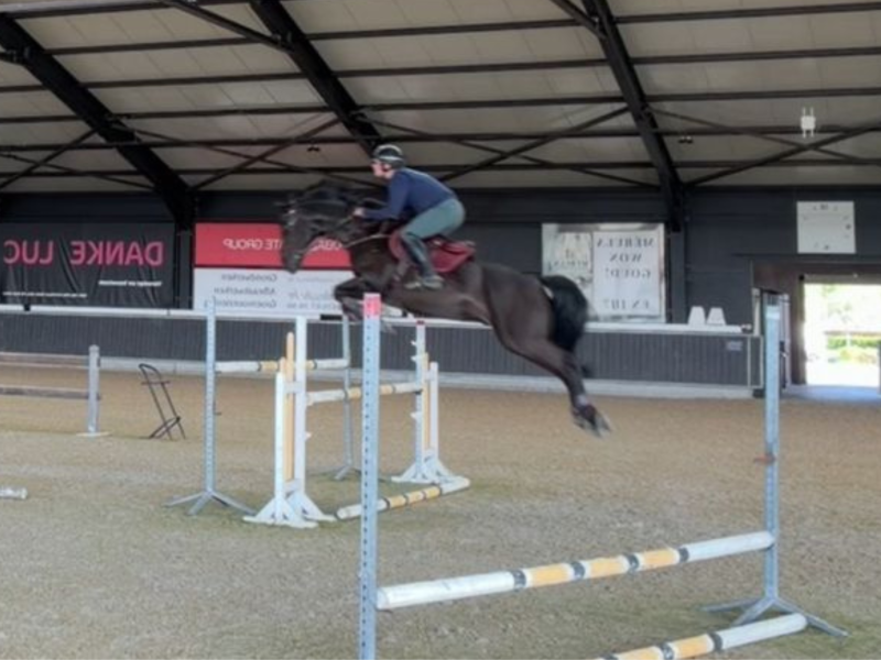 Superbe hongre de 10 ans - Question Mark Oudenhove