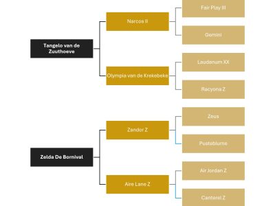 Jeune hongre par Tangelo van de Zuuthoeve x Zandor Z - Take Away de Bornival Z