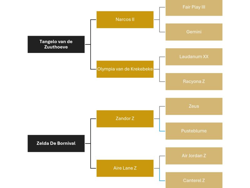 Jeune hongre par Tangelo van de Zuuthoeve x Zandor Z - Take Away de Bornival Z