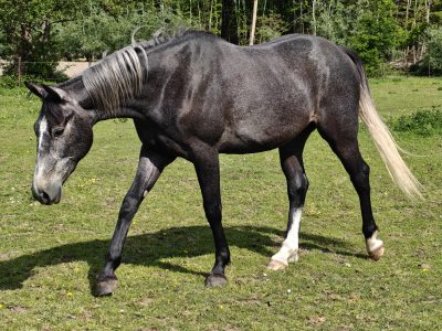 Joli hongre de 3 ans avec potentiel - Arco Van 't Hof Ter Lokeren
