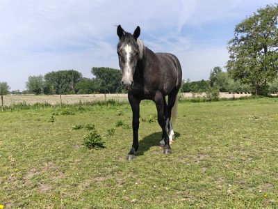 Joli hongre de 3 ans avec potentiel - Arco Van 't Hof Ter Lokeren