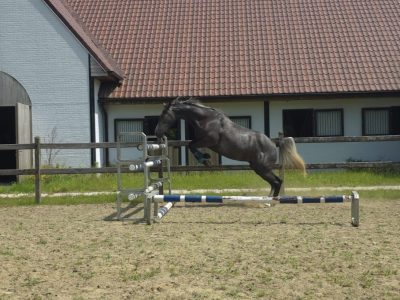 Joli hongre de 3 ans avec potentiel - Arco Van 't Hof Ter Lokeren