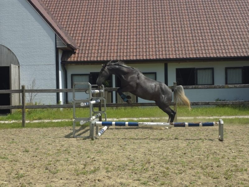 Joli hongre de 3 ans avec potentiel - Arco Van 't Hof Ter Lokeren