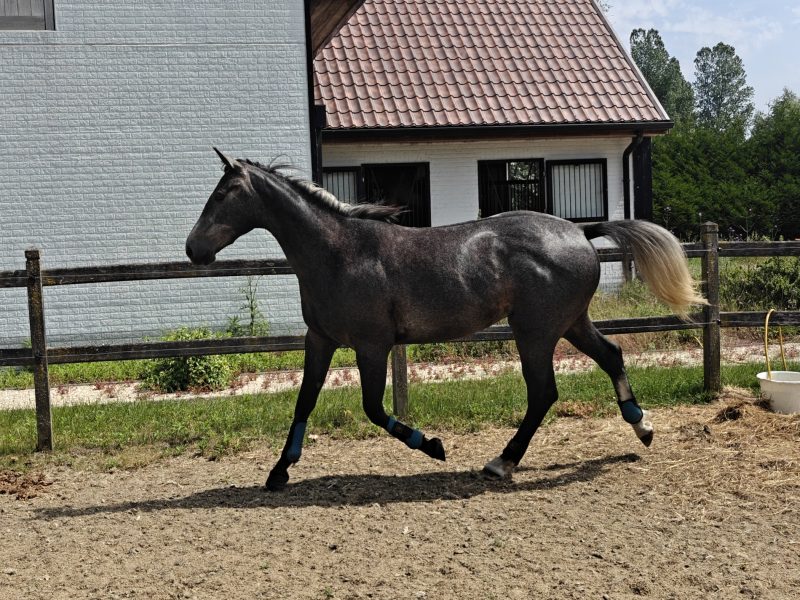 Joli hongre de 3 ans avec potentiel - Arco Van 't Hof Ter Lokeren