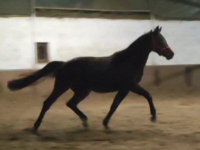 Jolie jument chic de 5 ans - Vienna Van Het Dravershof