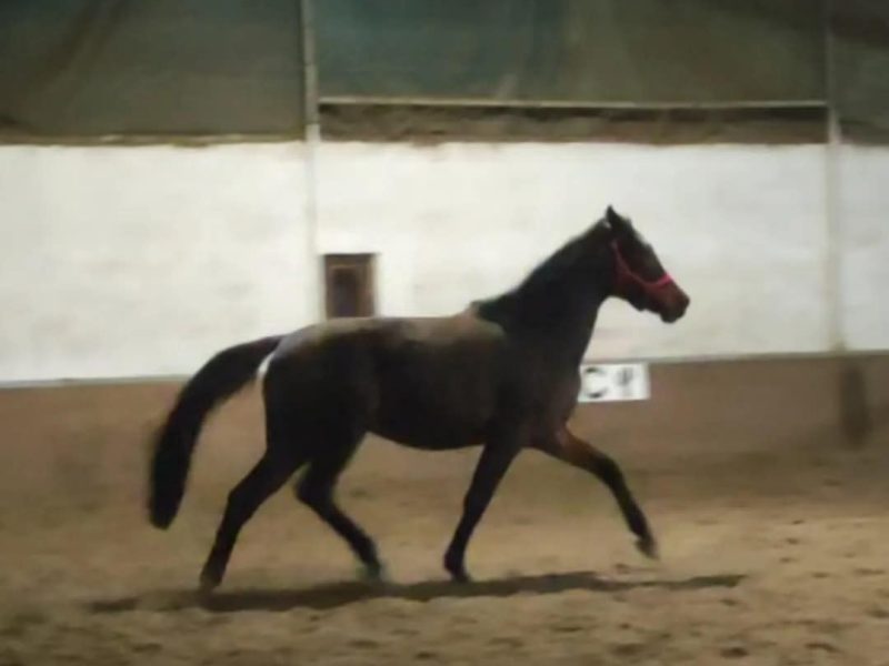 Jolie jument chic de 5 ans - Vienna Van Het Dravershof
