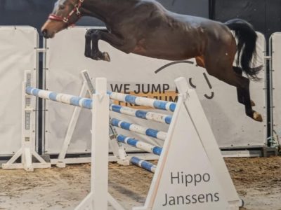 Jolie jument chic de 5 ans - Vienna Van Het Dravershof
